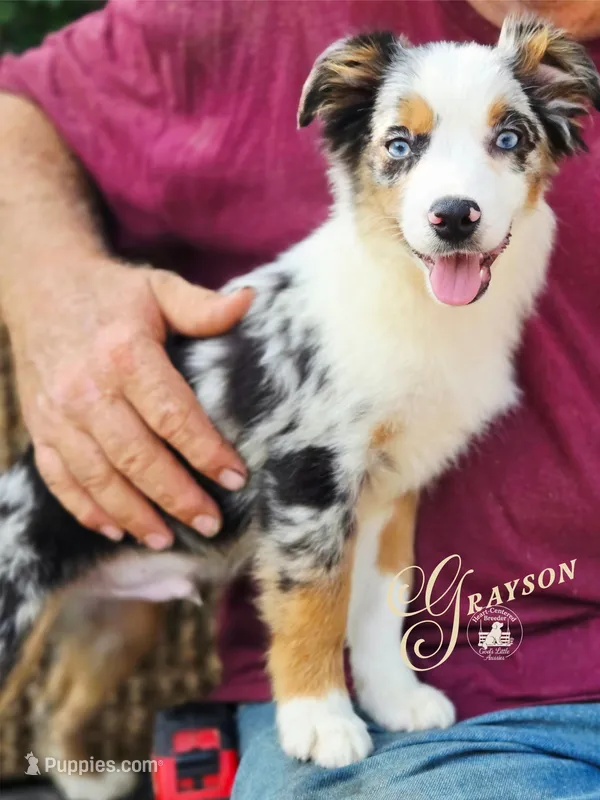 Grayson – Miniature Australian Shepherd puppy for sale in Ennis, TX