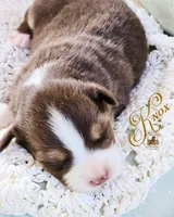 Knox, a male Miniature Australian Shepherd for sale in Ennis, TX – Photo 2 of 2