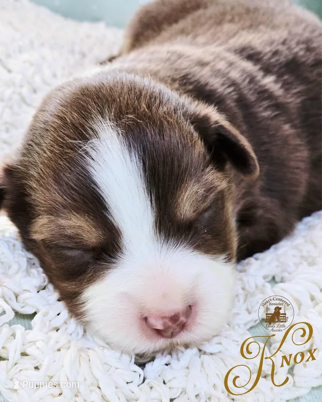 Knox – Miniature Australian Shepherd puppy for sale in Ennis, TX