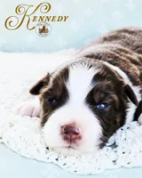 Kennedy, a female Miniature Australian Shepherd for sale in Ennis, TX – Photo 1 of 2