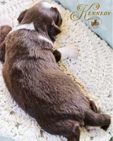 Kennedy, a female Miniature Australian Shepherd for sale in Ennis, TX – Photo 2 of 2