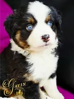 Gavin, a male Miniature Australian Shepherd for sale in Ennis, TX – Photo 2 of 2