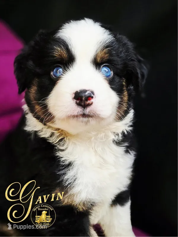 Gavin – Miniature Australian Shepherd puppy for sale in Ennis, TX
