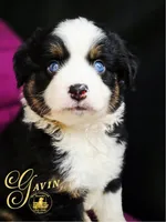 Gavin, a male Miniature Australian Shepherd for sale in Ennis, TX – Photo 1 of 2