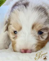 Brody, a male Miniature Australian Shepherd for sale in Ennis, TX – Photo 2 of 3