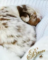 Brody, a male Miniature Australian Shepherd for sale in Ennis, TX – Photo 1 of 3