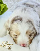 Brody, a male Miniature Australian Shepherd for sale in Ennis, TX – Photo 3 of 3