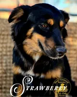 Strawberry Kiss, a female Miniature Australian Shepherd for sale in Ennis, TX – Photo 2 of 3