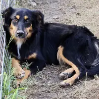 Strawberry Kiss, a female Miniature Australian Shepherd for sale in Ennis, TX – Photo 3 of 3