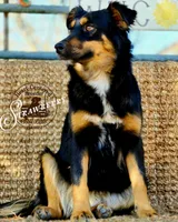 Strawberry Kiss, a female Miniature Australian Shepherd for sale in Ennis, TX – Photo 1 of 3