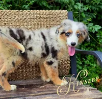 Kinsley, a female Miniature Australian Shepherd for sale in Ennis, TX – 3 of 3