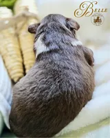 Belle, a female Miniature Australian Shepherd for sale in Ennis, TX – Photo 2 of 3