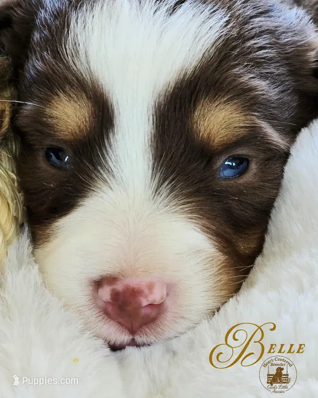 Belle – Miniature Australian Shepherd puppy for sale in Ennis, TX