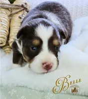Belle, a female Miniature Australian Shepherd for sale in Ennis, TX – Photo 3 of 3