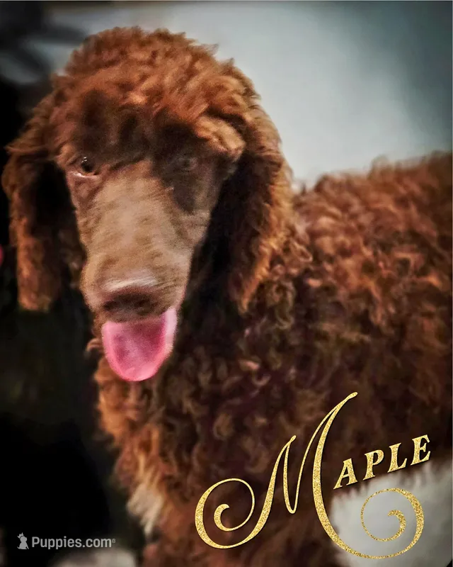 Maple, a female Poodle - Standard  for sale in Ennis, TX – Photo 1 of 2
