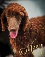 Maple, a female Poodle - Standard  for sale in Ennis, TX – Photo 1 of 2