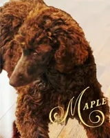 Maple, a female Poodle - Standard  for sale in Ennis, TX – Photo 2 of 2