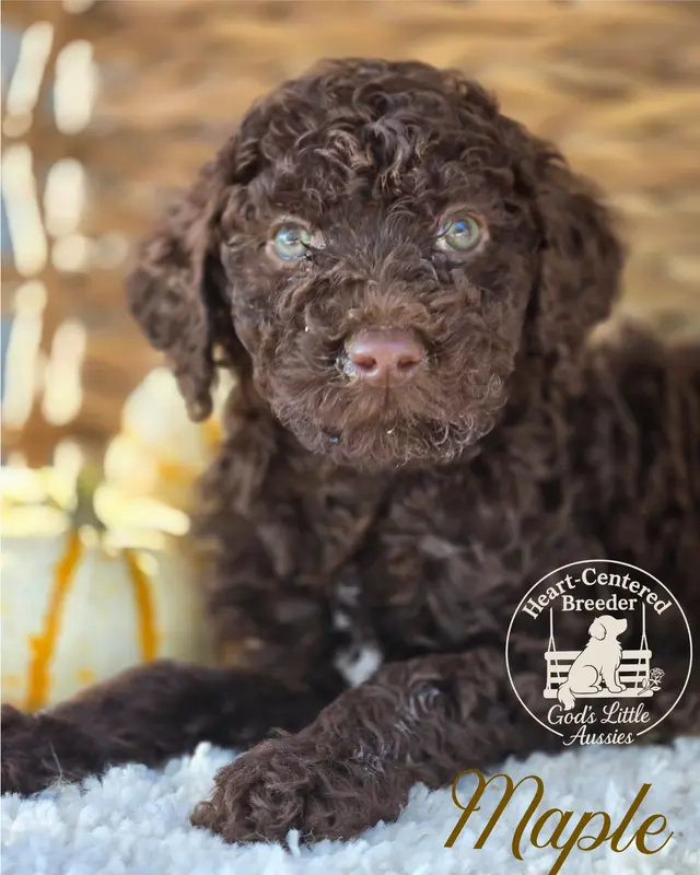 Maple – Poodle - Standard  puppy for sale in Ennis, TX