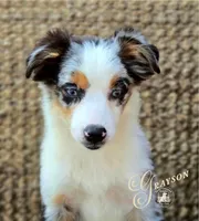 Grayson, a male Miniature Australian Shepherd for sale in Ennis, TX – 2 of 6