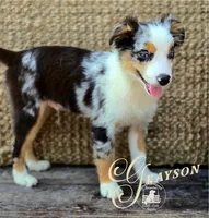 Grayson, a male Miniature Australian Shepherd for sale in Ennis, TX – 3 of 6