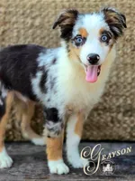 Grayson, a male Miniature Australian Shepherd for sale in Ennis, TX – 6 of 6