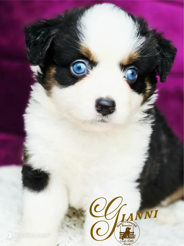 Gianni – Miniature Australian Shepherd puppy for sale in Ennis, TX
