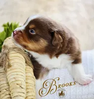 Brooks, a male Miniature Australian Shepherd for sale in Ennis, TX – Photo 2 of 2