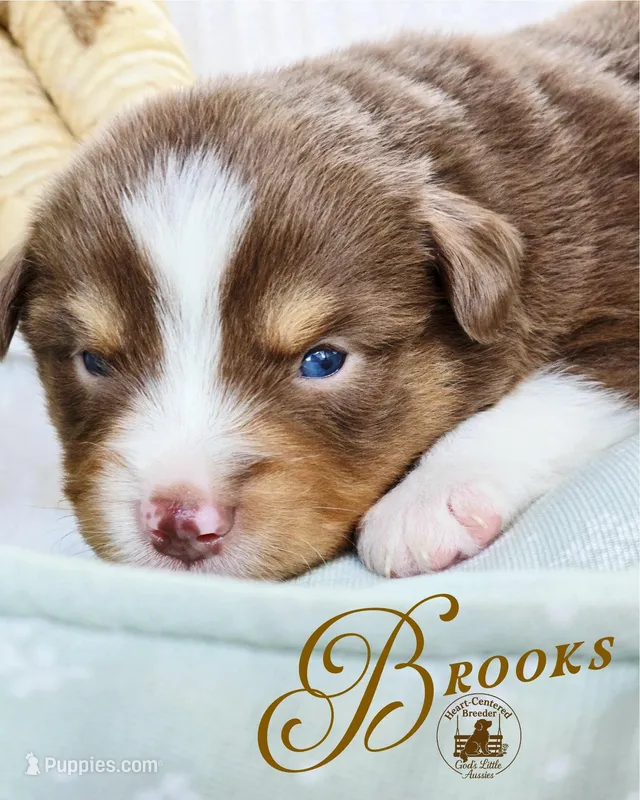 Brooks – Miniature Australian Shepherd puppy for sale in Ennis, TX