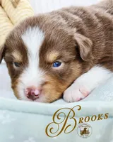 Brooks, a male Miniature Australian Shepherd for sale in Ennis, TX – Photo 1 of 2
