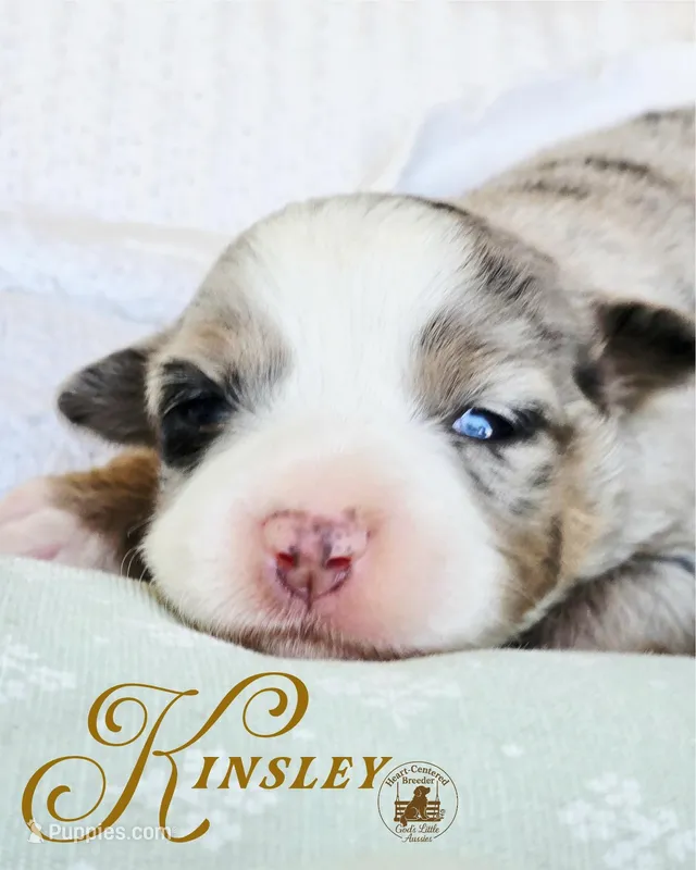 Kinsley – Miniature Australian Shepherd puppy for sale in Ennis, TX