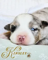 Kinsley, a female Miniature Australian Shepherd for sale in Ennis, TX – Photo 1 of 2