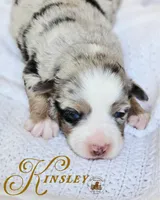Kinsley, a female Miniature Australian Shepherd for sale in Ennis, TX – Photo 2 of 2