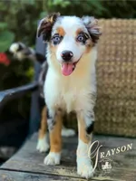Grayson, a male Miniature Australian Shepherd for sale in Ennis, TX – 4 of 6