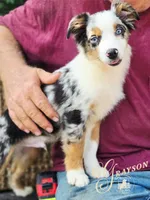 Grayson, a male Miniature Australian Shepherd for sale in Ennis, TX – 5 of 6