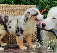 Kinsley, a female Miniature Australian Shepherd for sale in Ennis, TX – 2 of 3