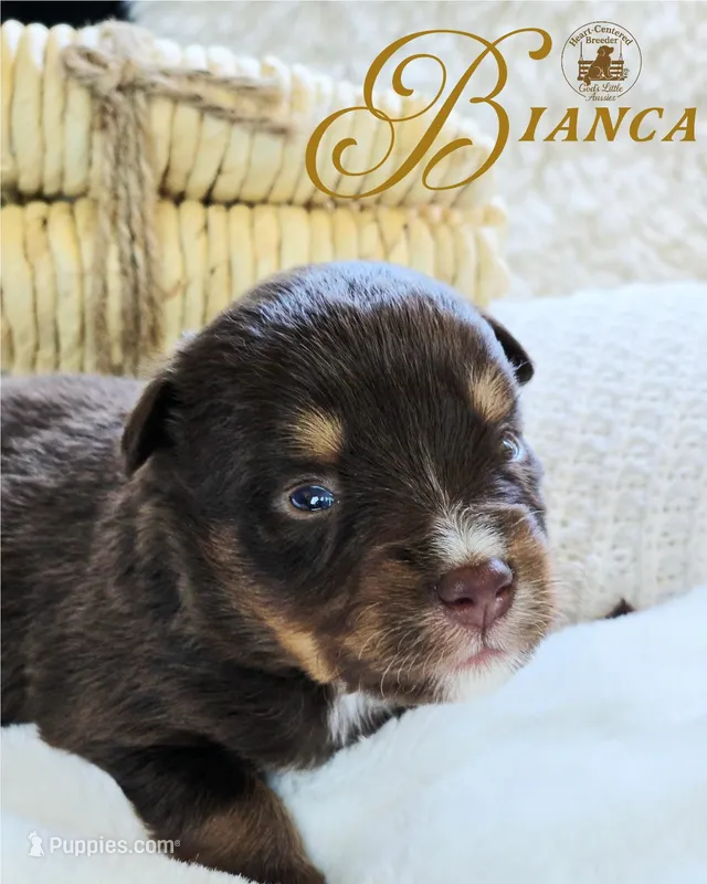 Bianca – Miniature Australian Shepherd puppy for sale in Ennis, TX