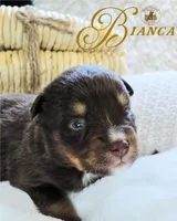 Bianca, a female Miniature Australian Shepherd for sale in Ennis, TX – Photo 1 of 2