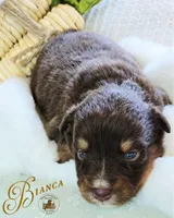 Bianca, a female Miniature Australian Shepherd for sale in Ennis, TX – Photo 2 of 2