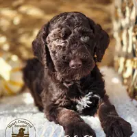 Mesa, a male Poodle - Standard  for sale in Ennis, TX – Photo 2 of 2