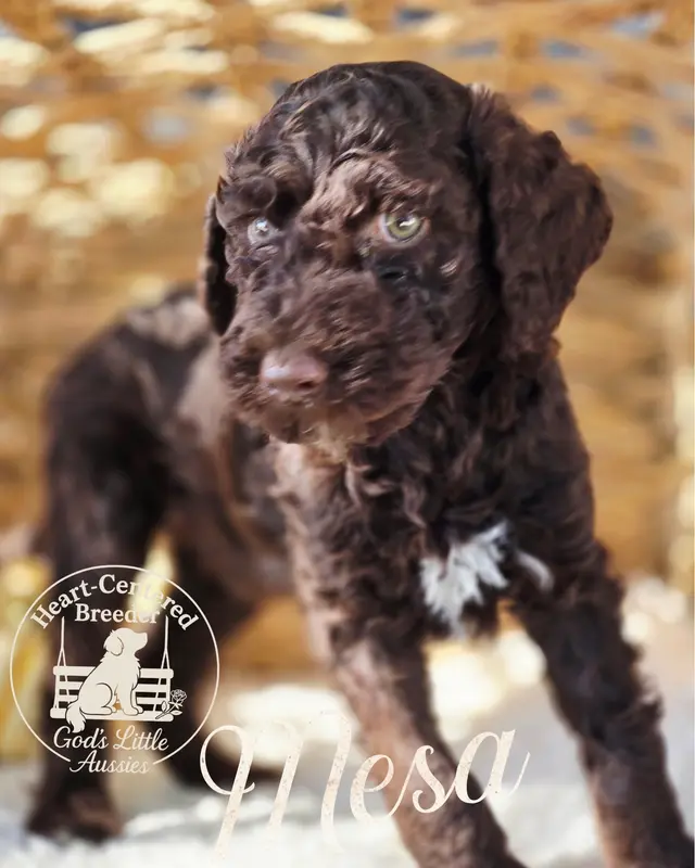 Mesa – Poodle - Standard  puppy for sale in Ennis, TX