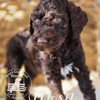 Mesa, a male Poodle - Standard  for sale in Ennis, TX – Photo 1 of 2