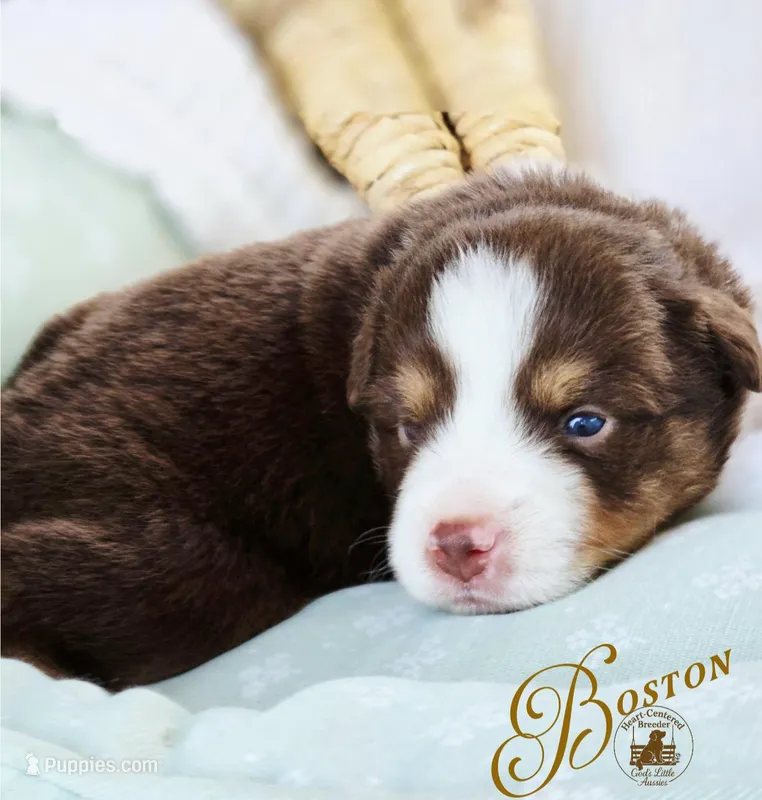 Boston – Miniature Australian Shepherd puppy for sale in Ennis, TX