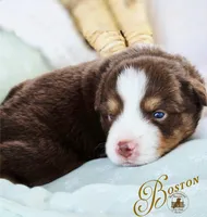 Boston, a male Miniature Australian Shepherd for sale in Ennis, TX – Photo 1 of 2