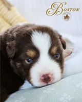 Boston, a male Miniature Australian Shepherd for sale in Ennis, TX – Photo 2 of 2