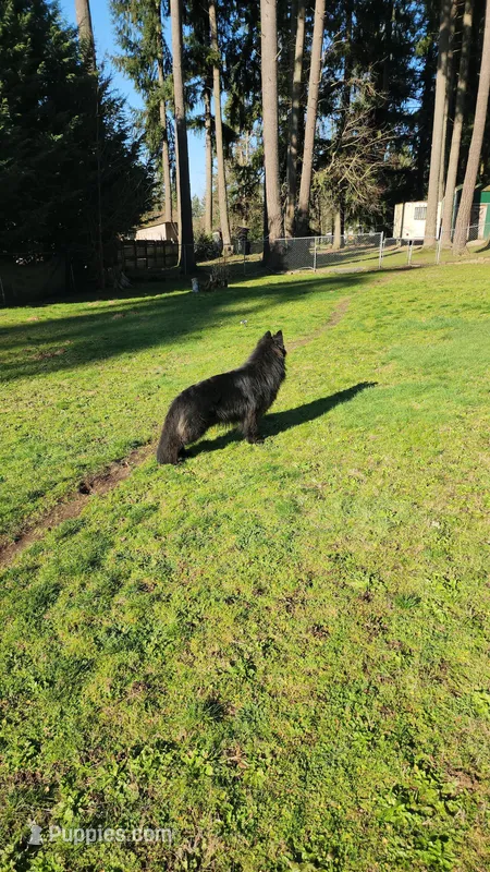 Rex, a male German Shepherd Dog for sale in Covington, WA – Photo 1 of 4