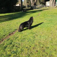 Rex, a male German Shepherd Dog for sale in Covington, WA – Photo 1 of 4