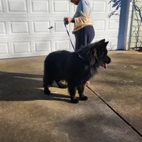 Rex, a male German Shepherd Dog for sale in Covington, WA – Photo 4 of 4