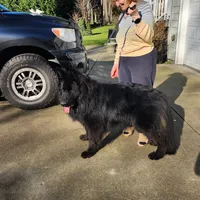 Rex, a male German Shepherd Dog for sale in Covington, WA – Photo 3 of 4