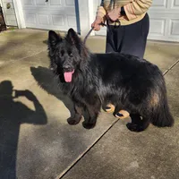 Rex, a male German Shepherd Dog for sale in Covington, WA – Photo 2 of 4