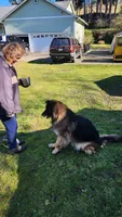 Athena , a female German Shepherd Dog for sale in Covington, WA – Photo 4 of 4